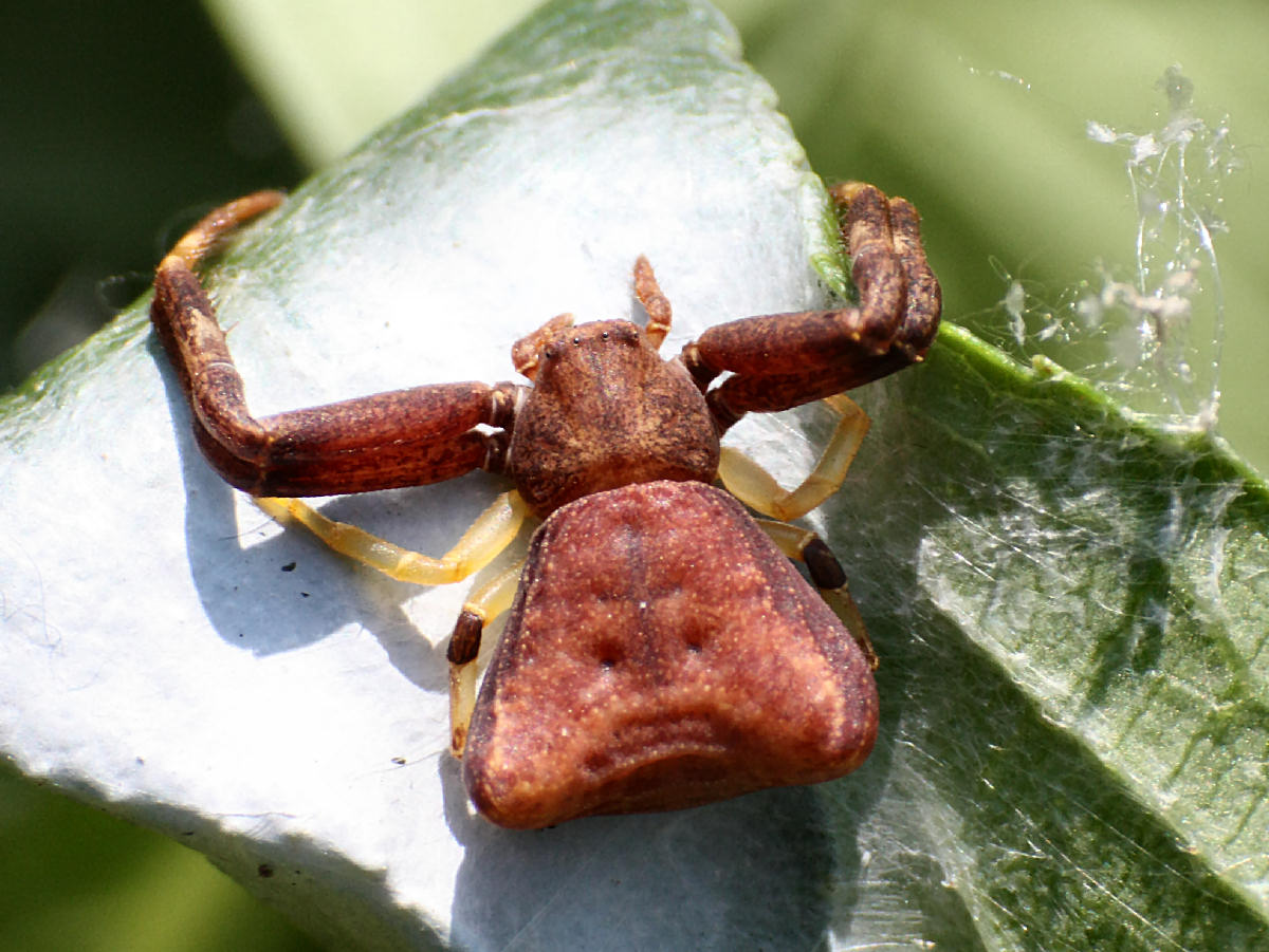 Pistius truncatus - Lesmo (MB)